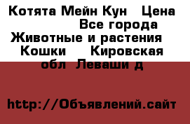 Котята Мейн Кун › Цена ­ 15 000 - Все города Животные и растения » Кошки   . Кировская обл.,Леваши д.